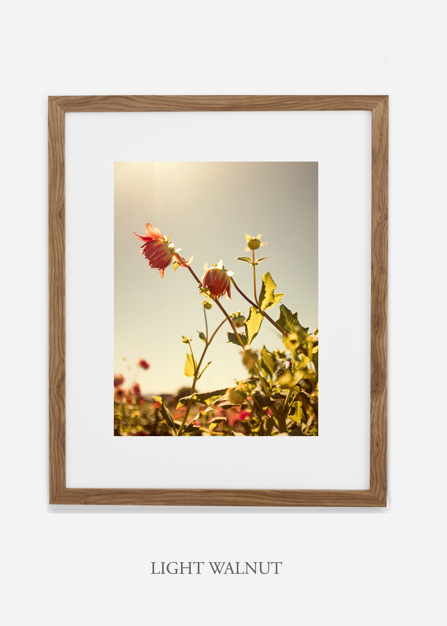 flora-no-10-light-walnut-mat-custom-frame-dahlia-print-floral-print-floral-art-wilder-california-botanical-prints-home-decor-design-prints-print-shop.jpg