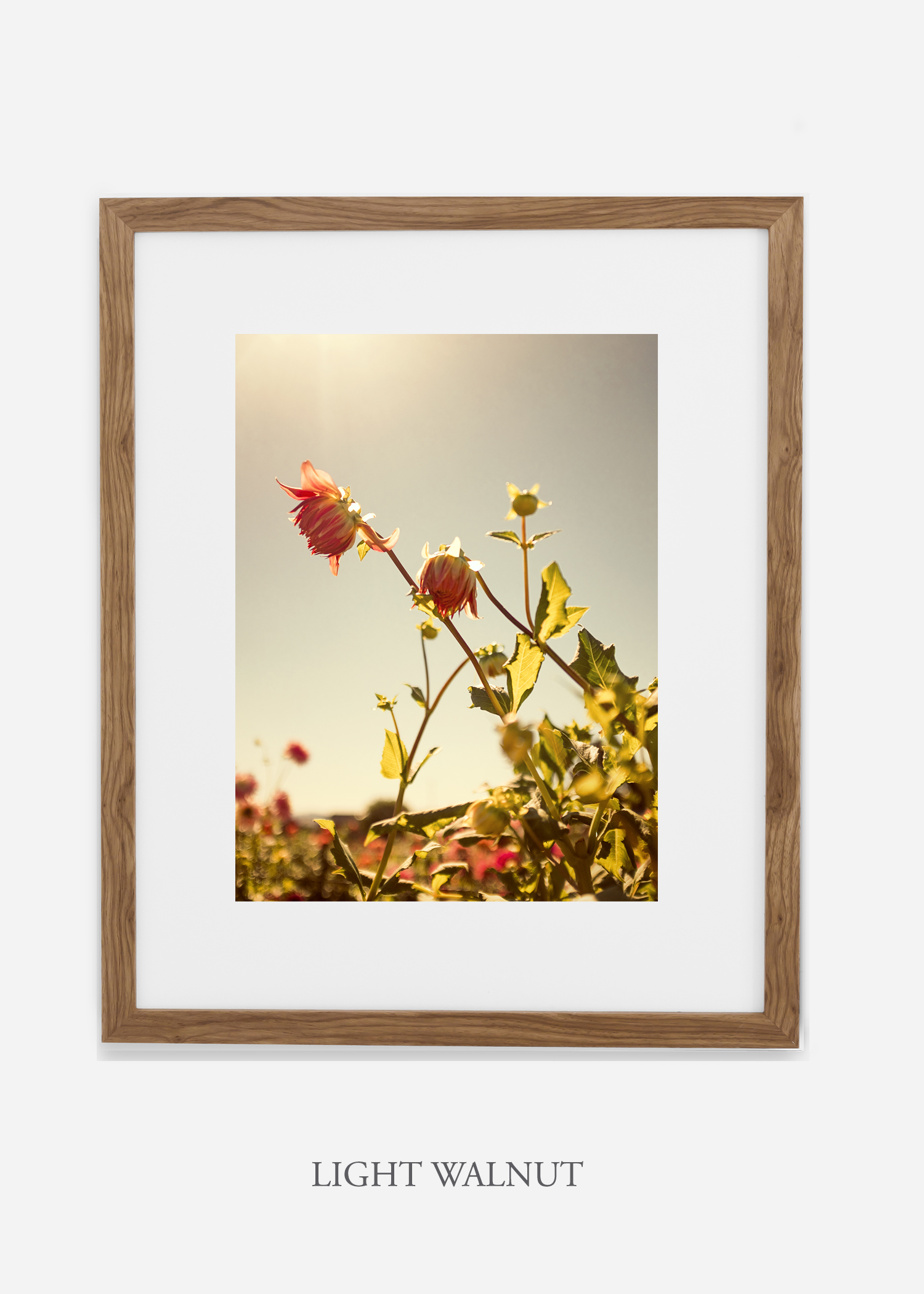wilder-california-flora-dahlia-fine-art-photography-wall-art.jpg