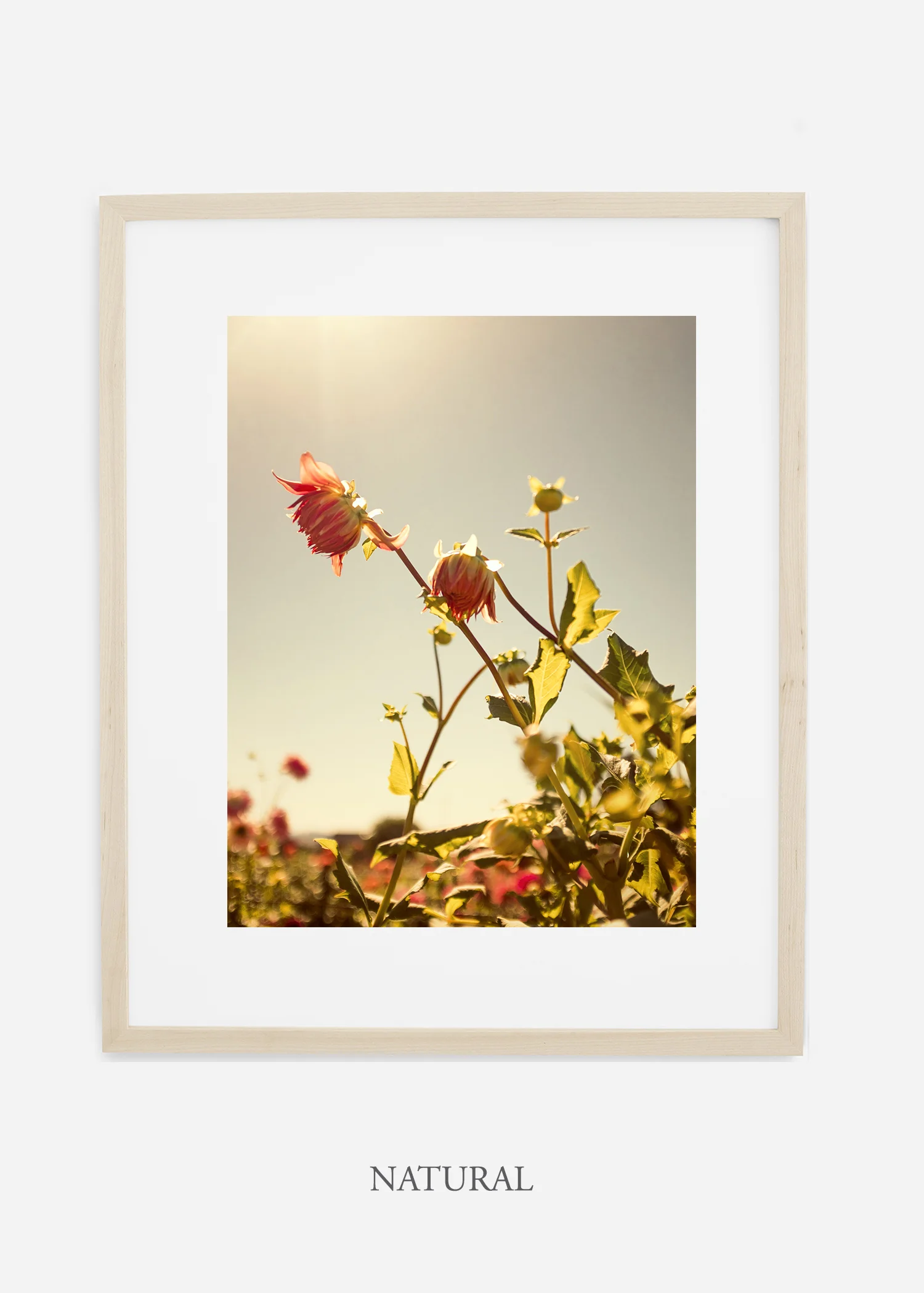wilder-california-flora-dahlia-fine-art-photography-wall-art.jpg