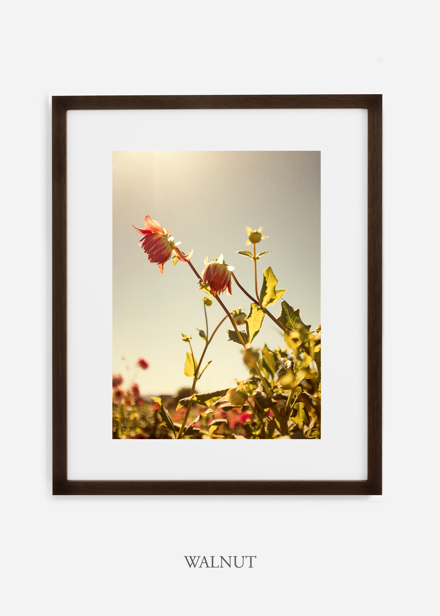 wilder-california-flora-dahlia-fine-art-photography-wall-art.jpg