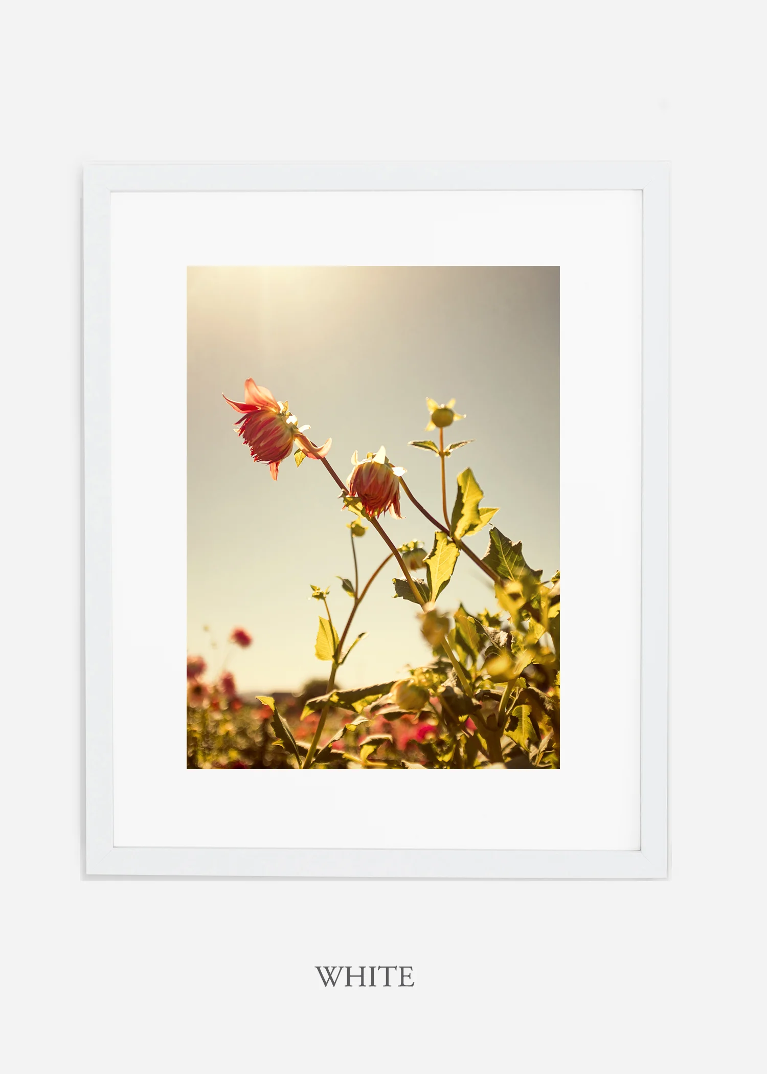 wilder-california-flora-dahlia-fine-art-photography-wall-art.jpg