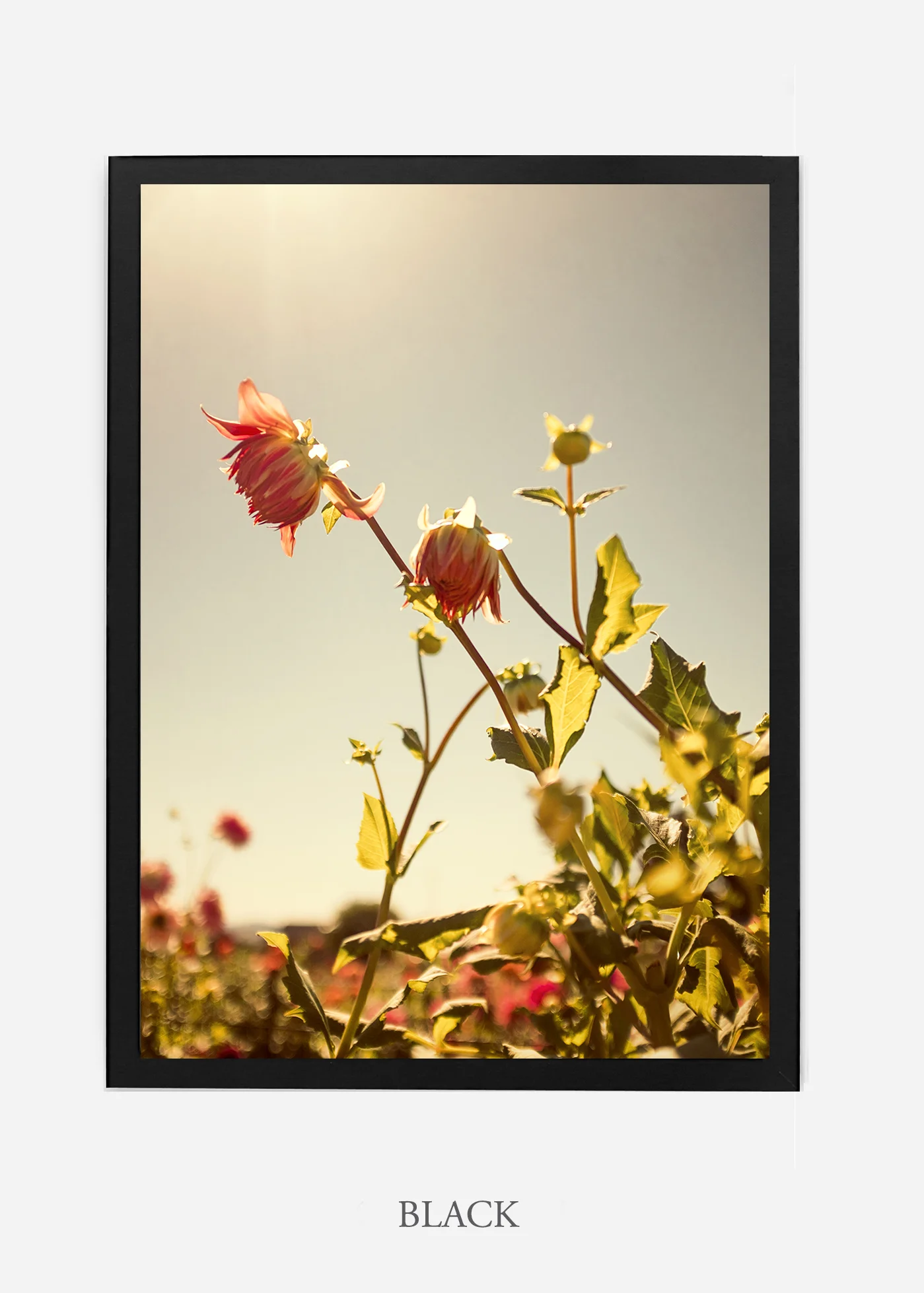 wilder-california-flora-dahlia-fine-art-photography-wall-art.jpg