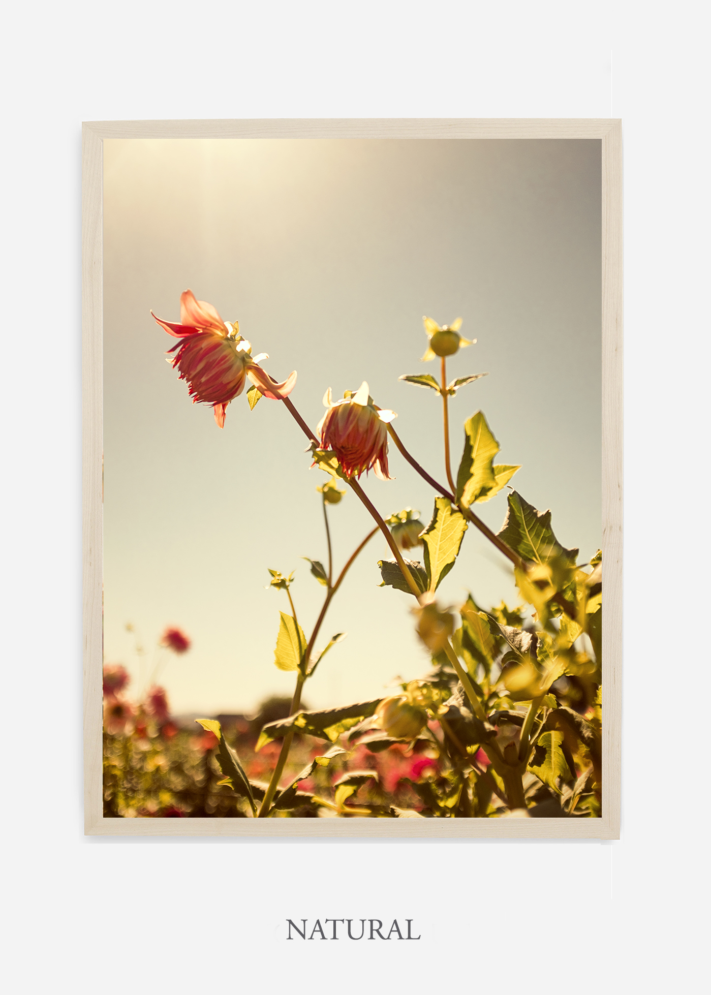 flora-no-10-natural-custom-frame-dahlia-print-floral-print-floral-art-wilder-california-botanical-prints-home-decor-design-prints-print-shop.jpg