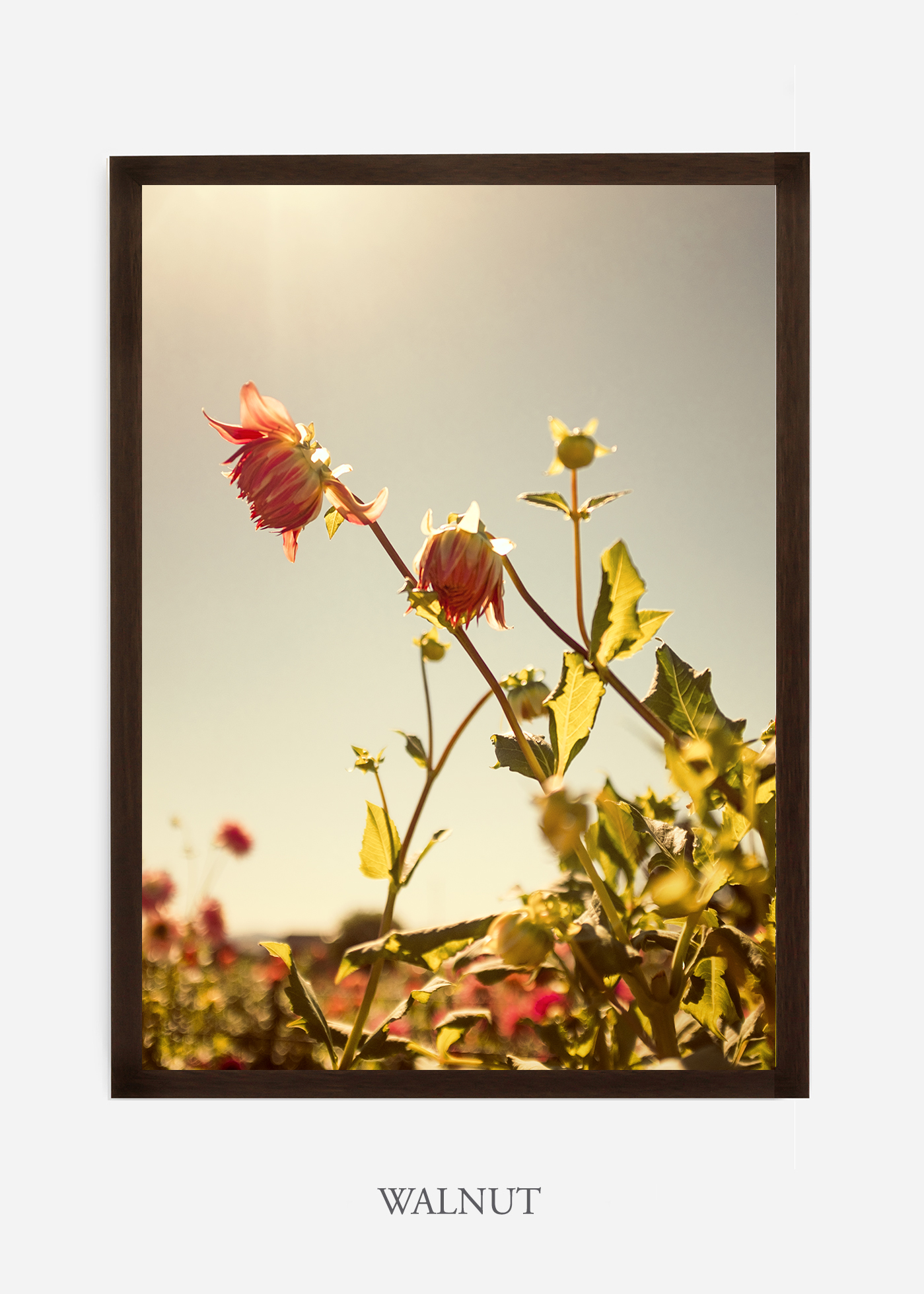 wilder-california-flora-dahlia-fine-art-photography-wall-art.jpg