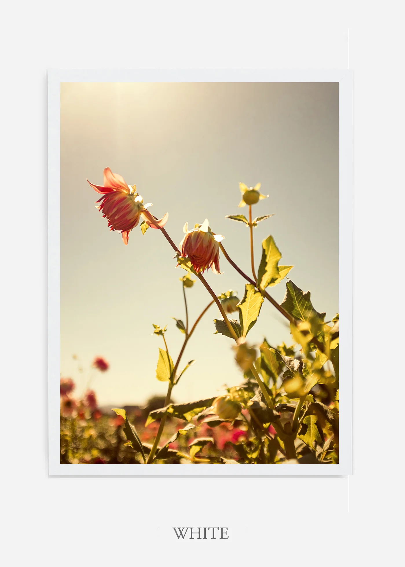 wilder-california-flora-dahlia-fine-art-photography-wall-art.jpg