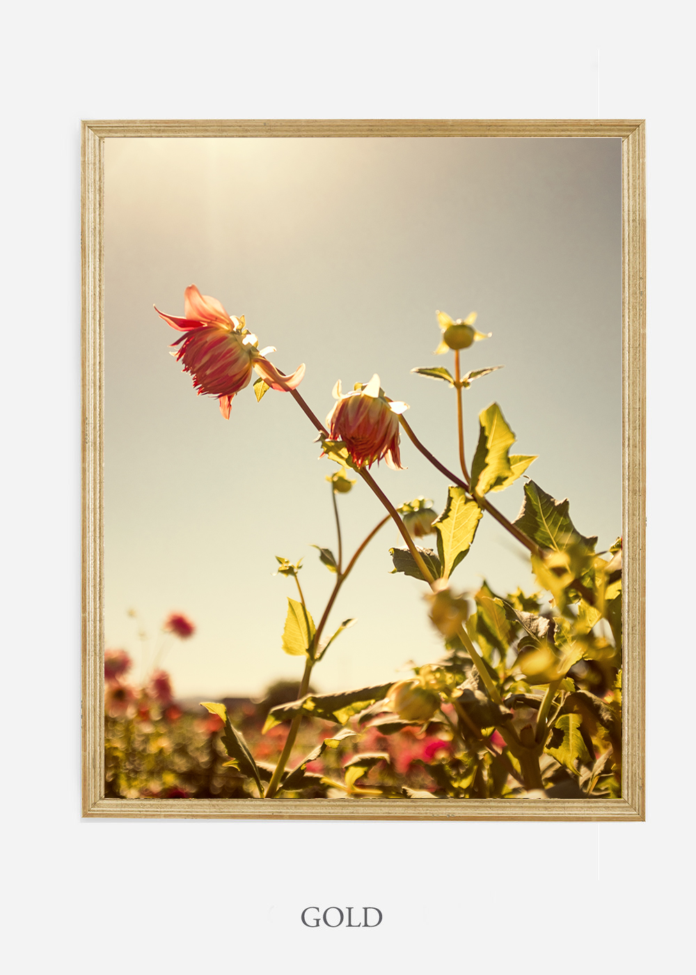 flora-no-10-gold-custom-frame-dahlia-print-floral-print-floral-art-wilder-california-botanical-prints-home-decor-design-prints-print-shop.jpg