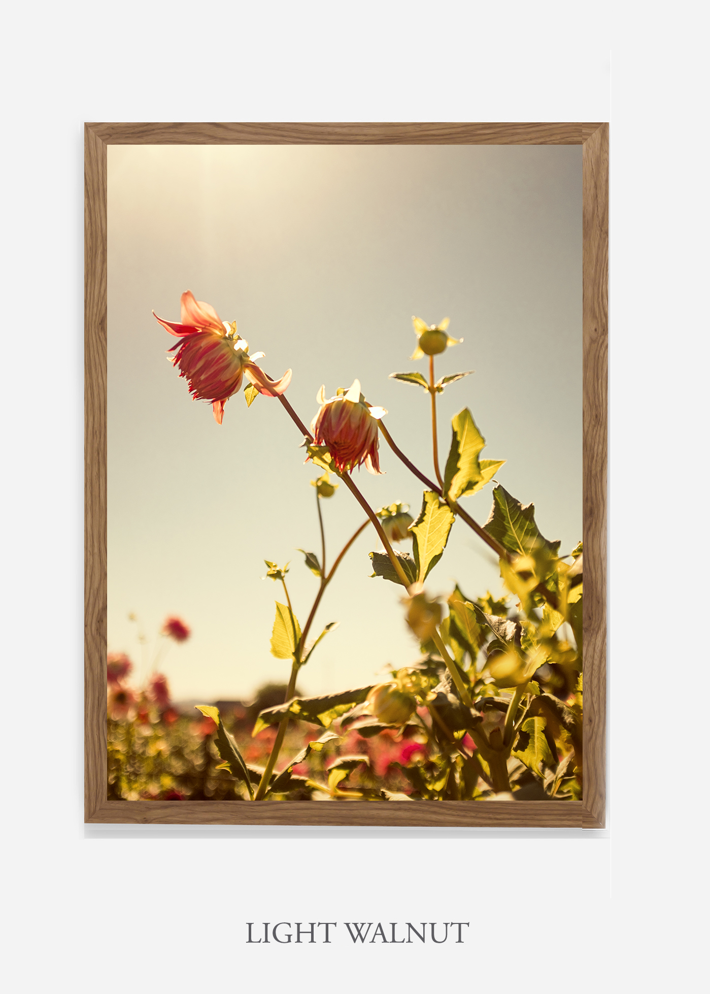 DahliaNo.6-light-walnut-frame-mat-interior-design-botanical-print-art-wilder-california-wilder-paper.jpg