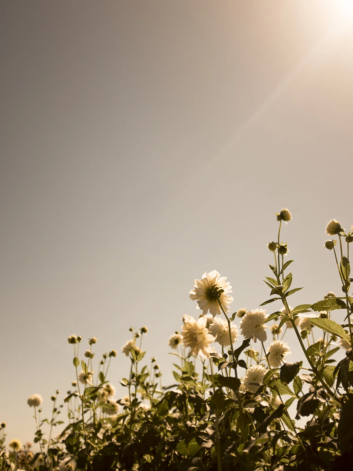 wilder-california-flora-dahlia-fine-art-photography-wall-art.jpg