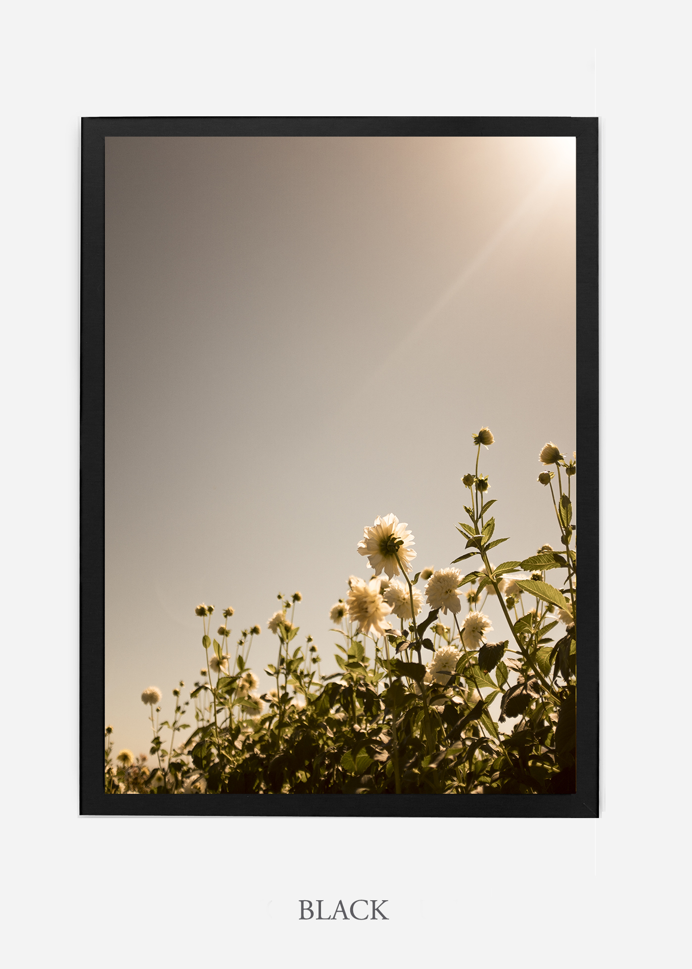 wilder-california-flora-dahlia-fine-art-photography-wall-art.jpg