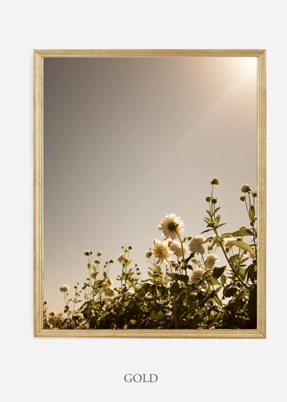 wilder-california-flora-dahlia-fine-art-photography-wall-art.jpg