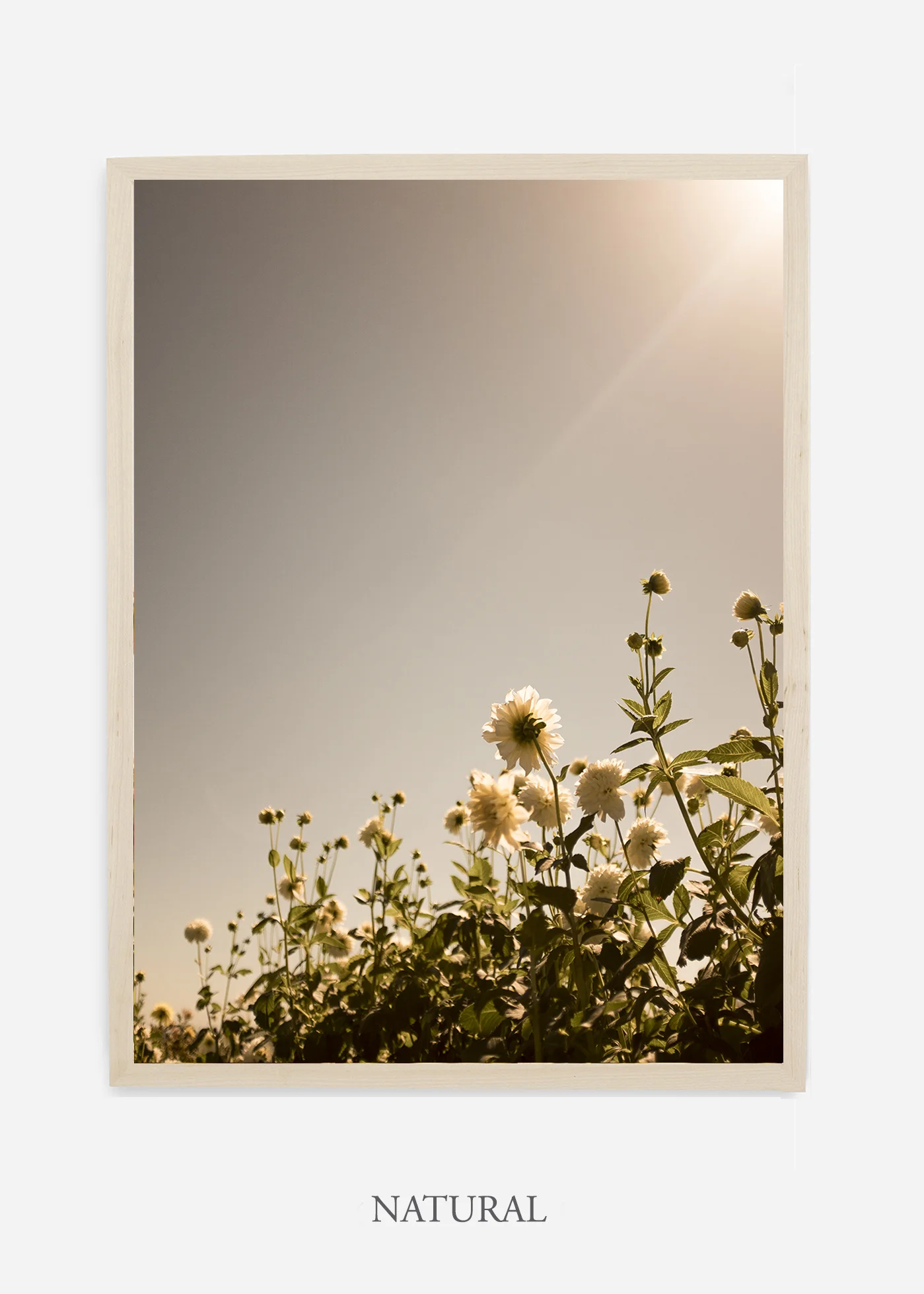 wilder-california-flora-dahlia-fine-art-photography-wall-art.jpg