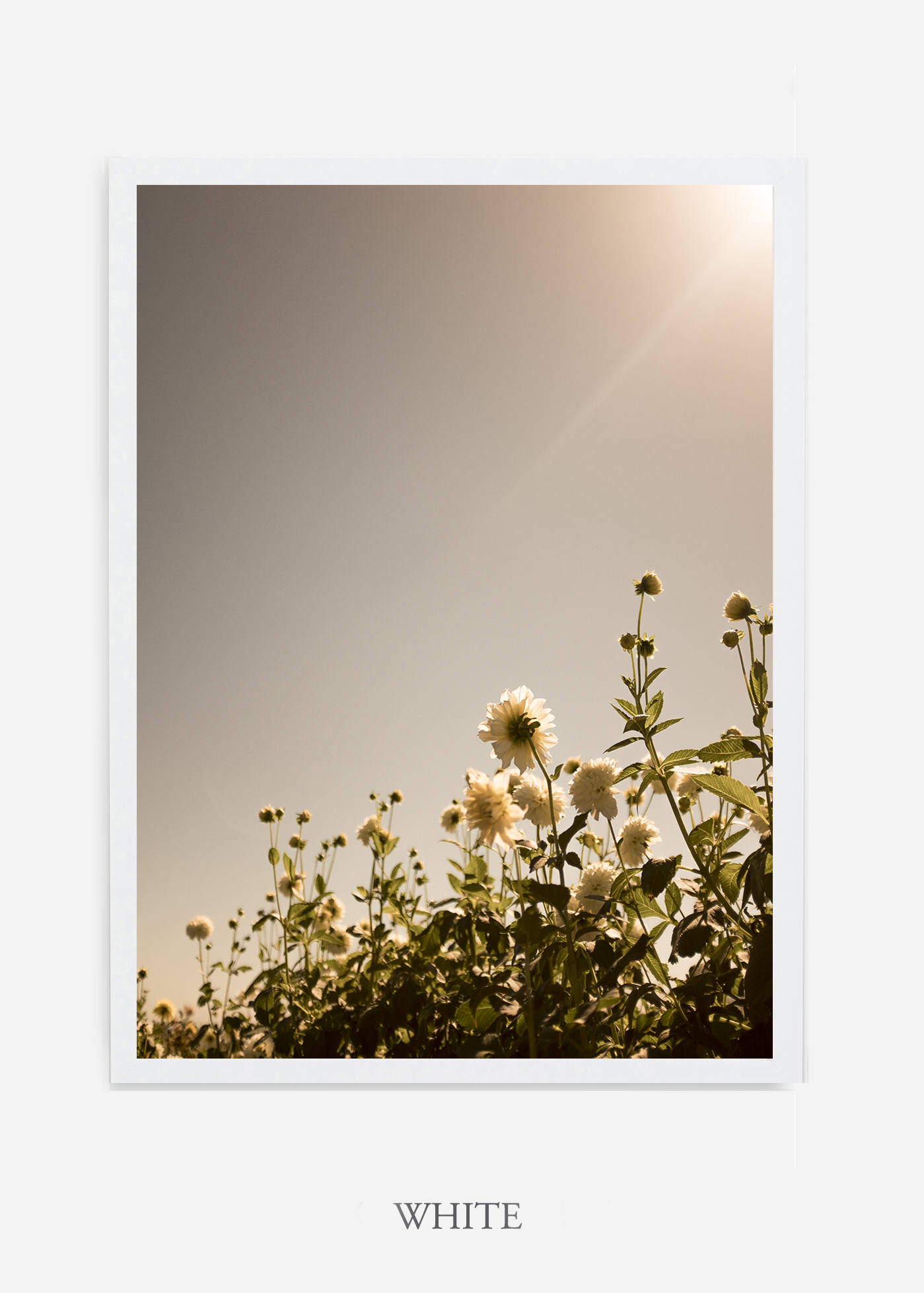 flora-no-11-white-custom-frame-dahlia-print-floral-print-floral-art-wilder-california-botanical-prints-home-decor-design-prints-print-shop.jpg