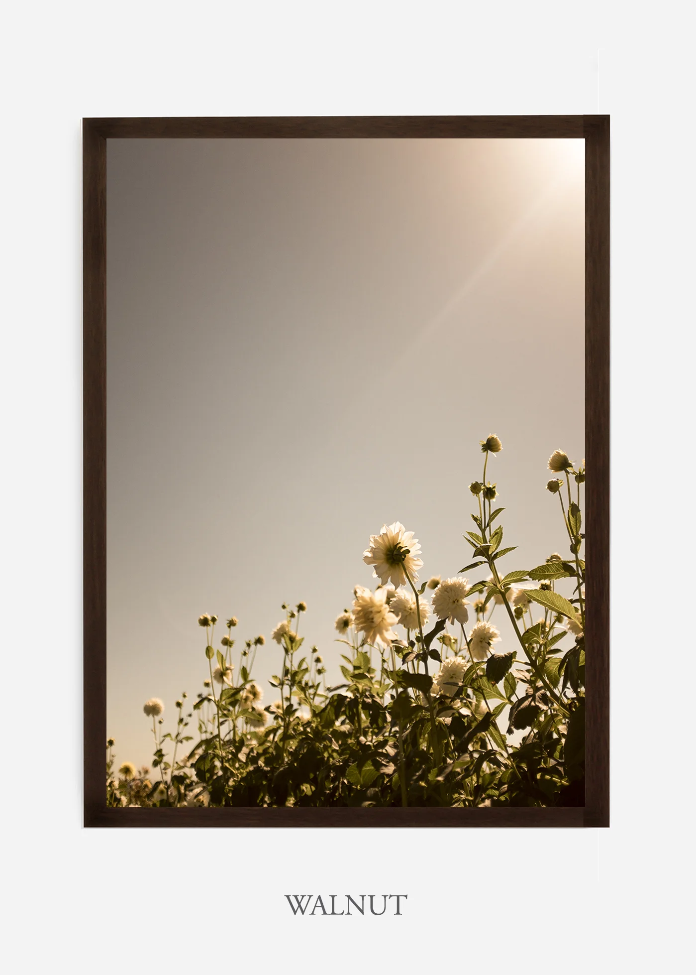 wilder-california-flora-dahlia-fine-art-photography-wall-art.jpg