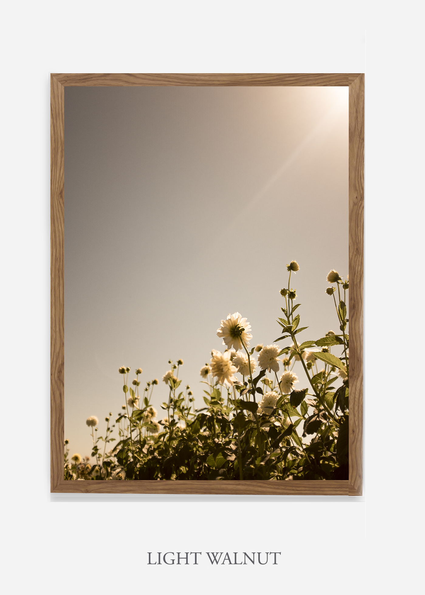 wilder-california-flora-dahlia-fine-art-photography-wall-art.jpg