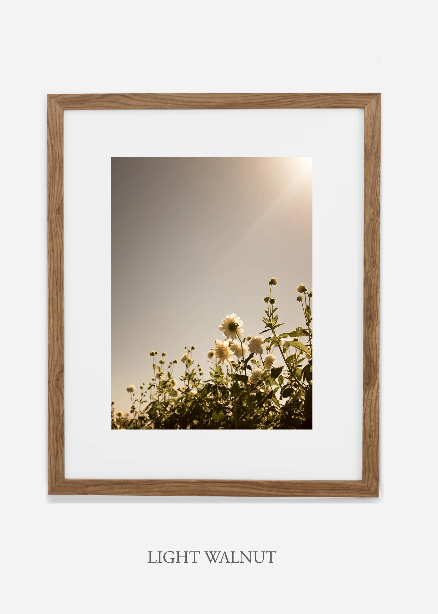 wilder-california-flora-dahlia-fine-art-photography-wall-art.jpg