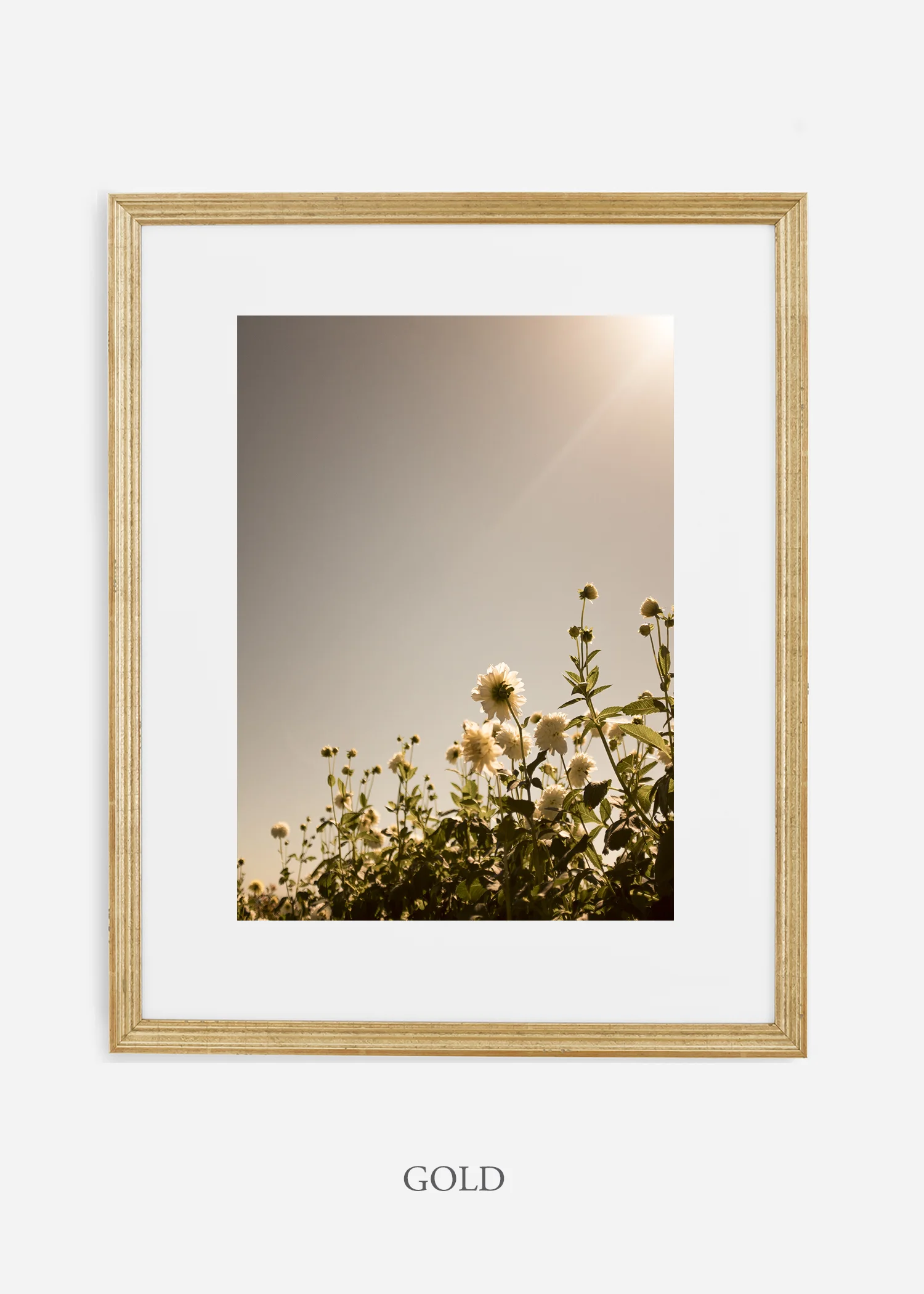wilder-california-flora-dahlia-fine-art-photography-wall-art.jpg