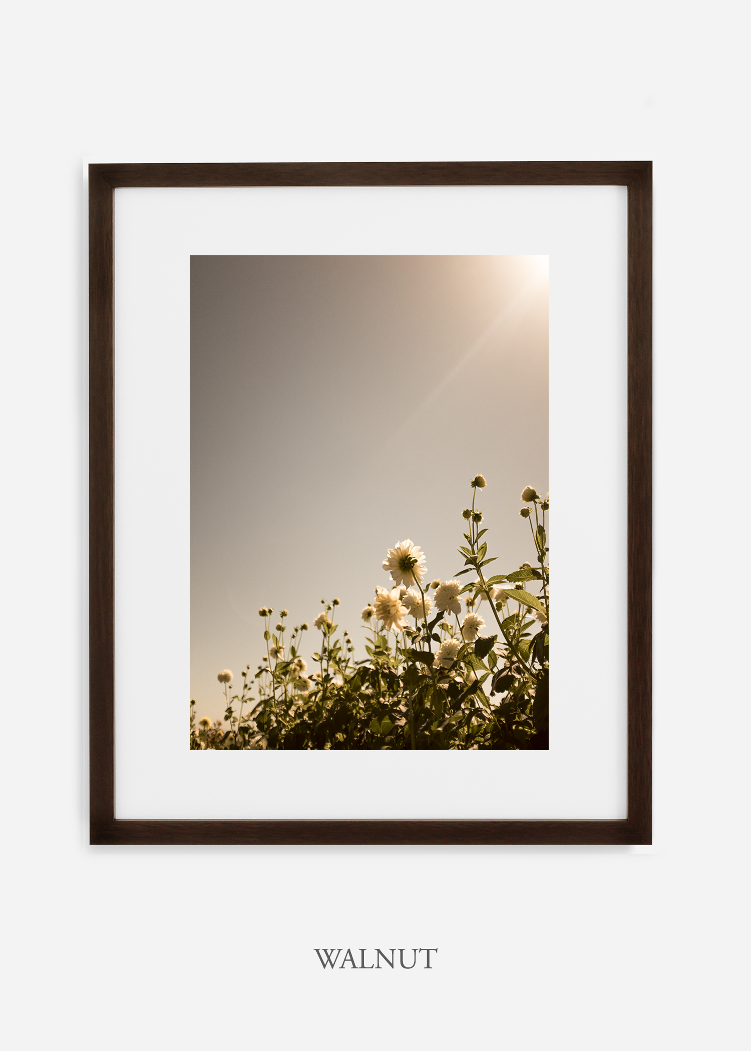 flora-no-11-white-custom-no-mat-frame-dahlia-print-floral-print-floral-art-wilder-california-botanical-prints-home-decor-design-prints-print-shop.jpg