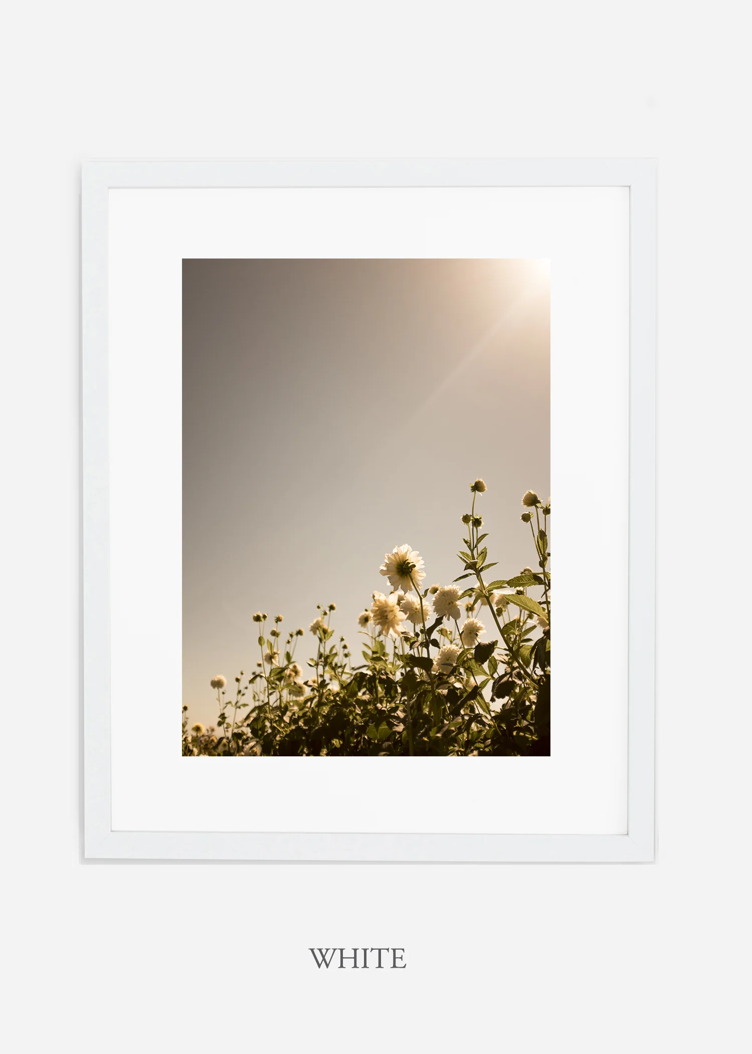 wilder-california-flora-dahlia-fine-art-photography-wall-art.jpg