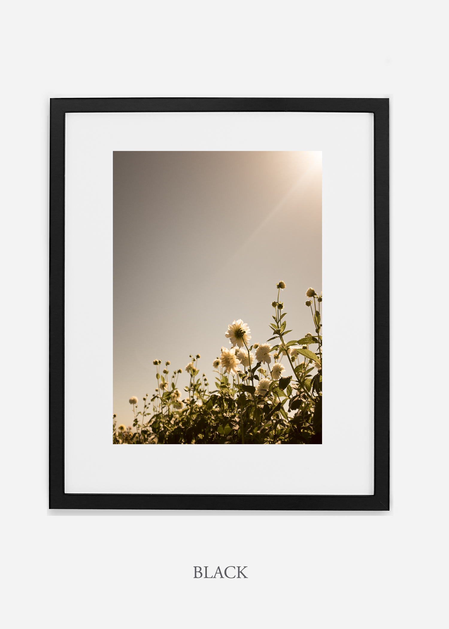 flora-no-11-black-mat-custom-frame-dahlia-print-floral-print-floral-art-wilder-california-botanical-prints-home-decor-design-prints-print-shop.jpg