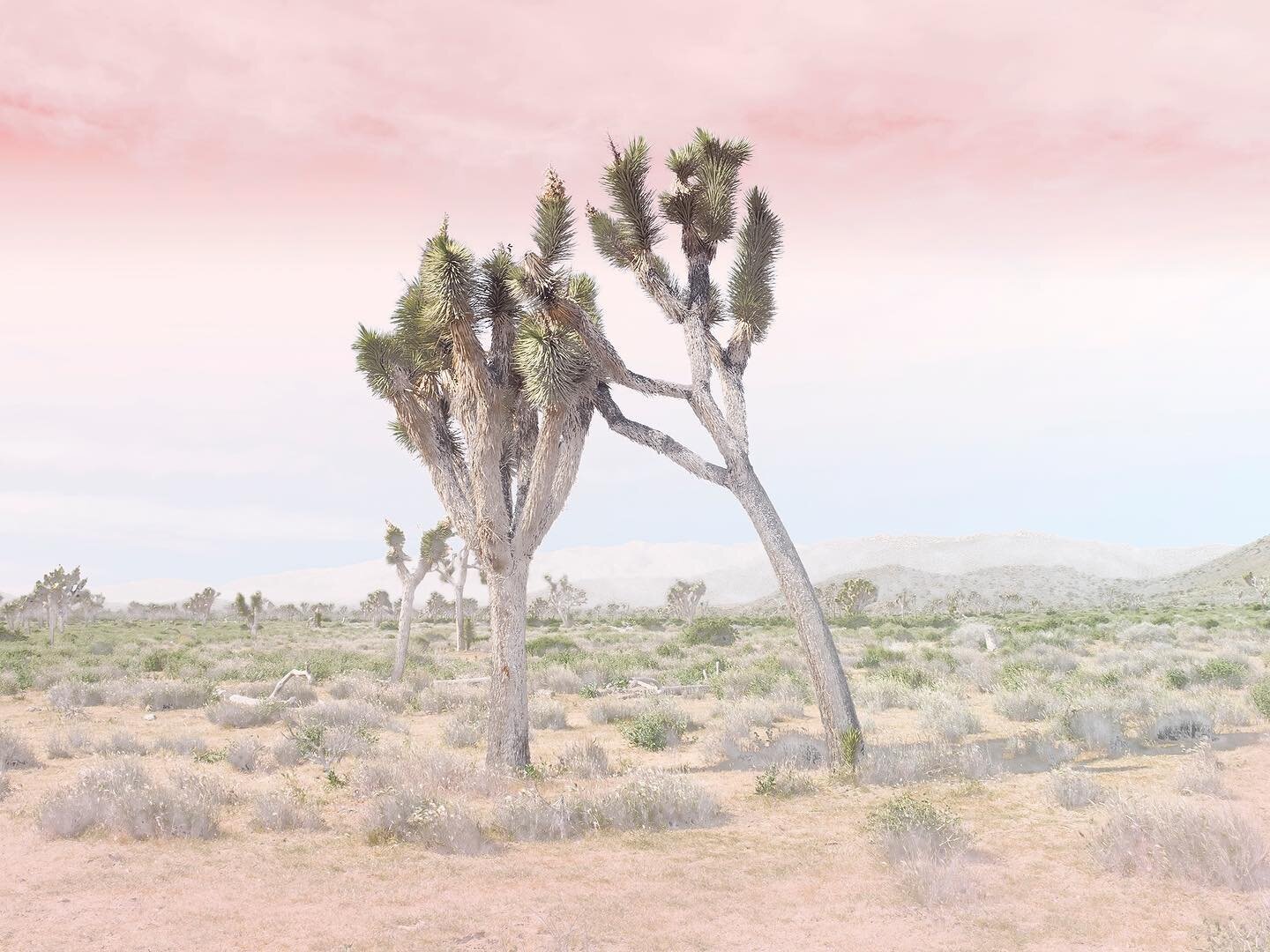 💓Spring Print Sale💓. Add unique prints to your space while the sale is on.  Save 20% off your entire order of framed and unframed prints in bio. ⁠⁠
⁠⁠
Pictured here: Joshua Tree No. 21⁠⁠