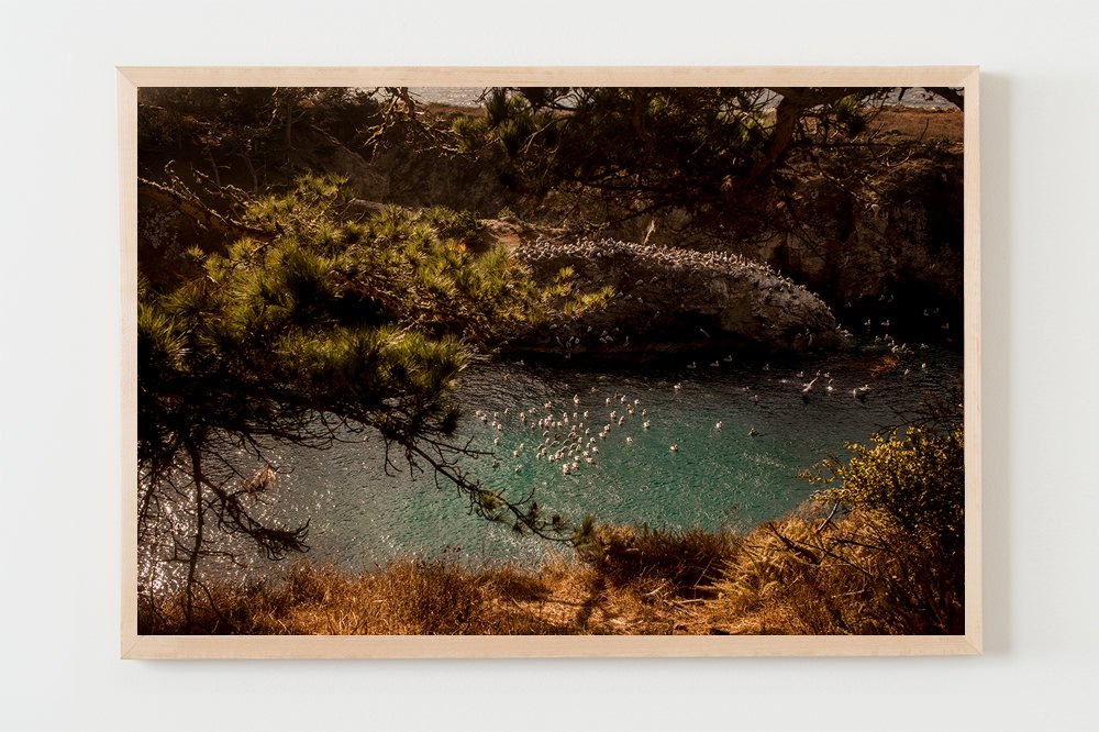 wilder-california-coastal-pelican-wall-art-natural-12.jpg