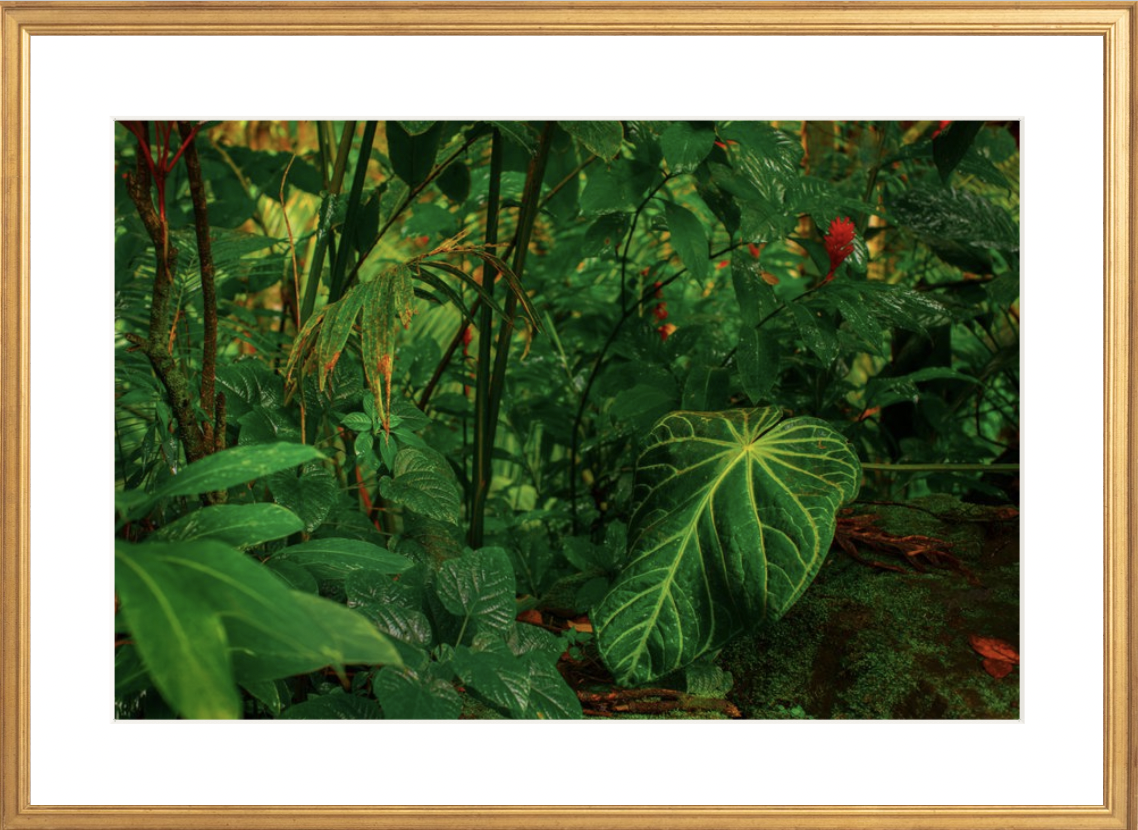 wilder-california-hawaii-anthurium-leaf-fine-art-photography-wall-art.png