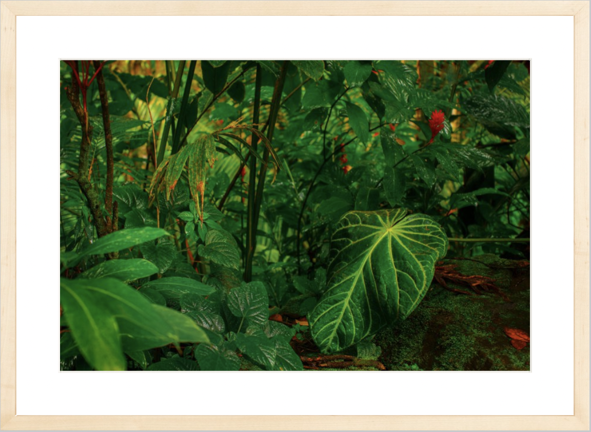 wilder-california-hawaii-anthurium-leaf-fine-art-photography-wall-art.png