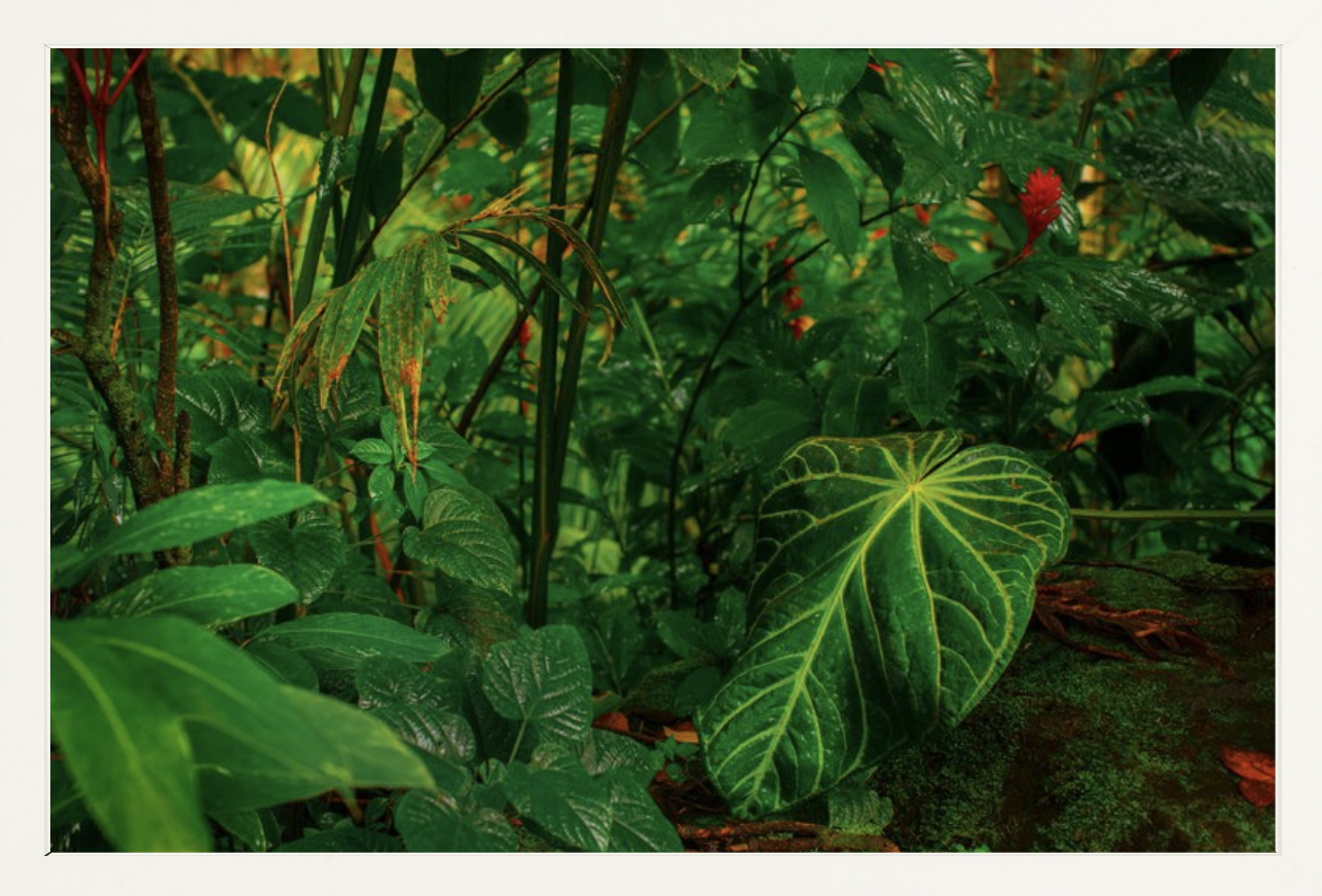 wilder-california-hawaii-anthurium-leaf-fine-art-photography-wall-art.png