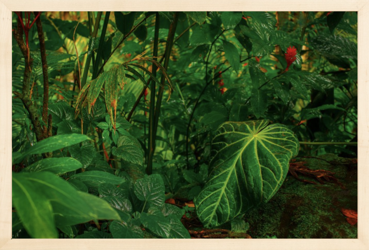 wilder-california-hawaii-anthurium-leaf-fine-art-photography-wall-art.png