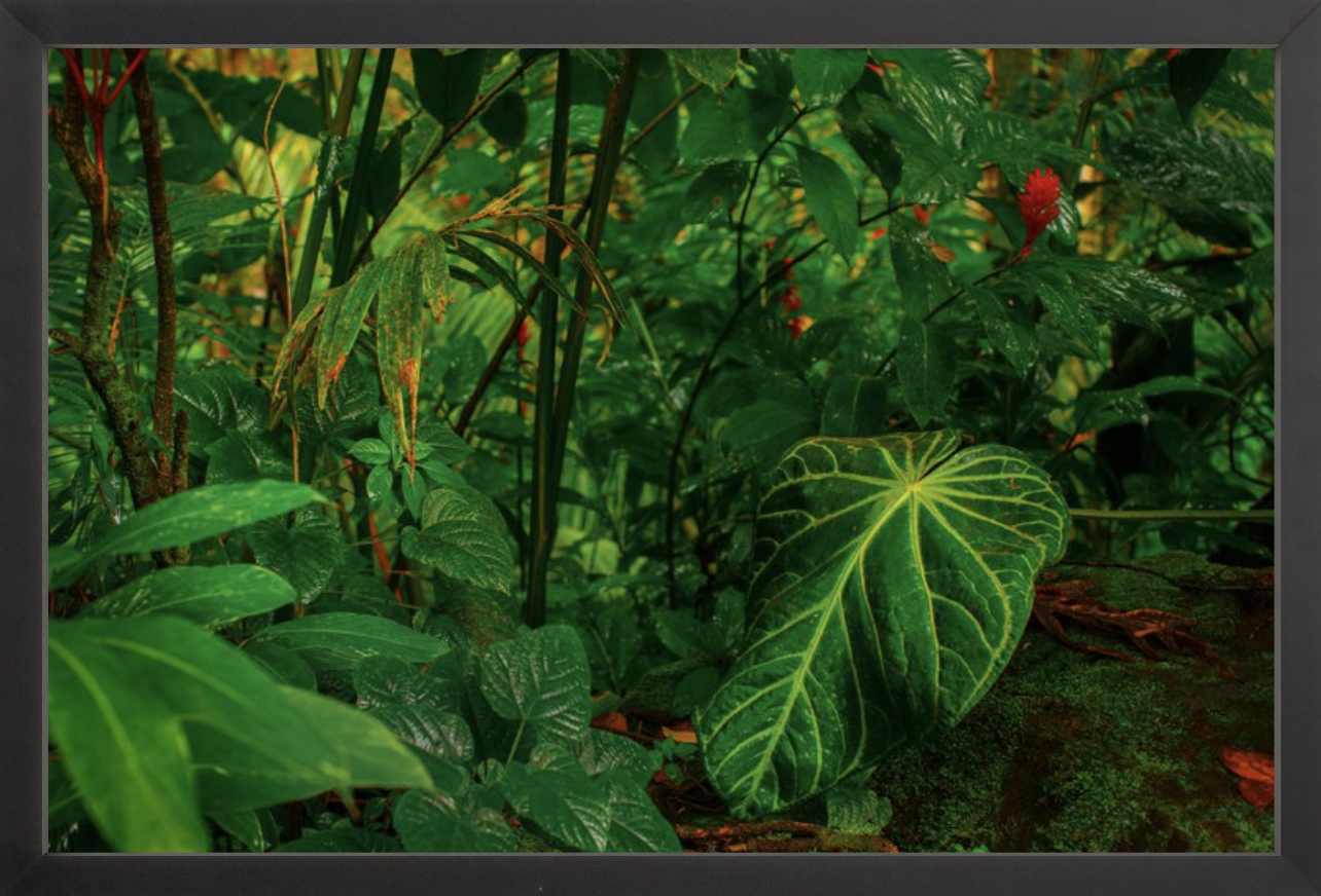 wilder-california-hawaii-anthurium-leaf-fine-art-photography-wall-art.png