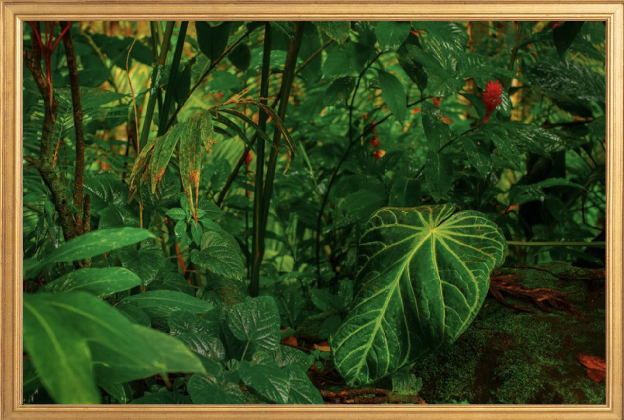 wilder-california-hawaii-anthurium-leaf-fine-art-photography-wall-art.png