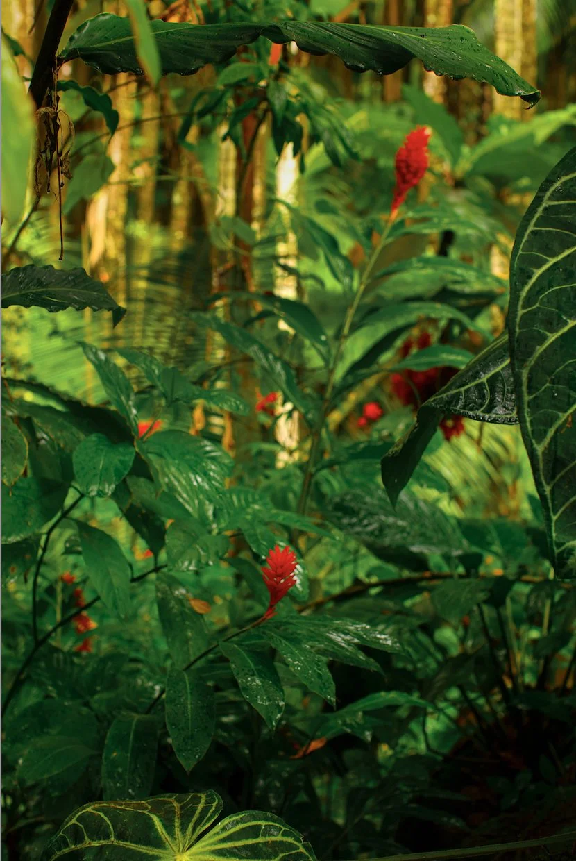 wilder-california-hawaii-red-ginger-tropical-fine-art-photography-wall-art.jpg
