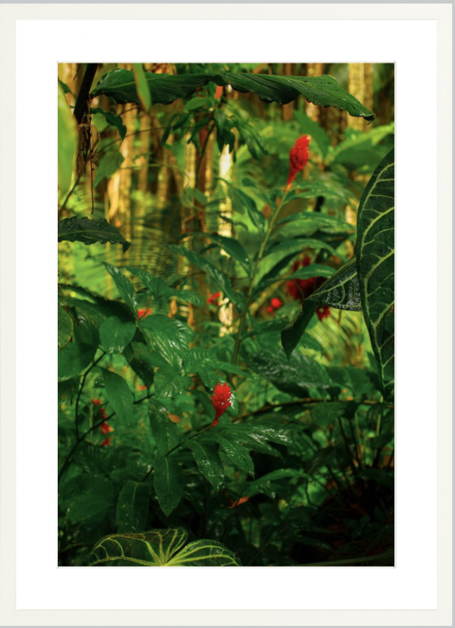 wilder-california-hawaii-red-ginger-tropical-fine-art-photography-wall-art.png
