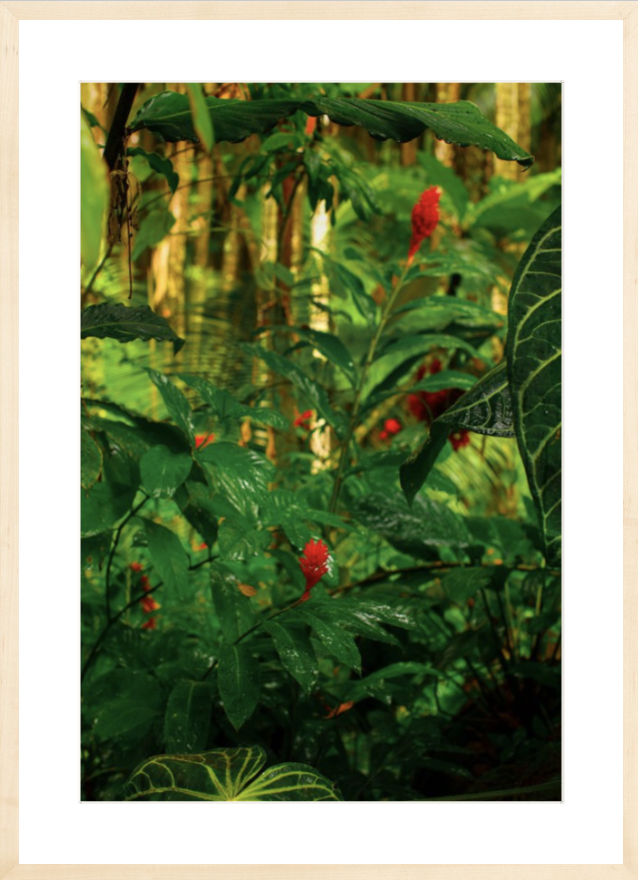wilder-california-hawaii-red-ginger-tropical-fine-art-photography-wall-art.png