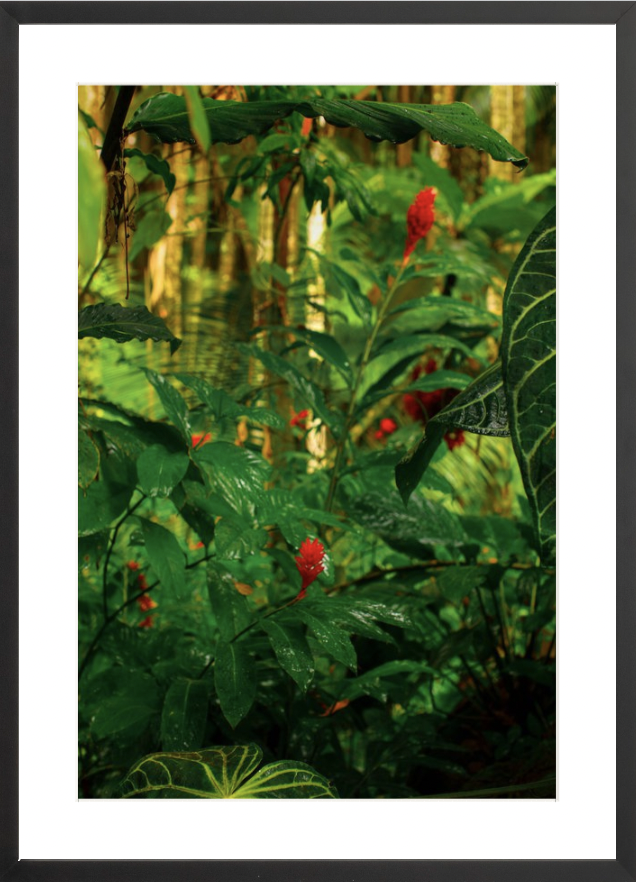 wilder-california-hawaii-red-ginger-tropical-fine-art-photography-wall-art.png