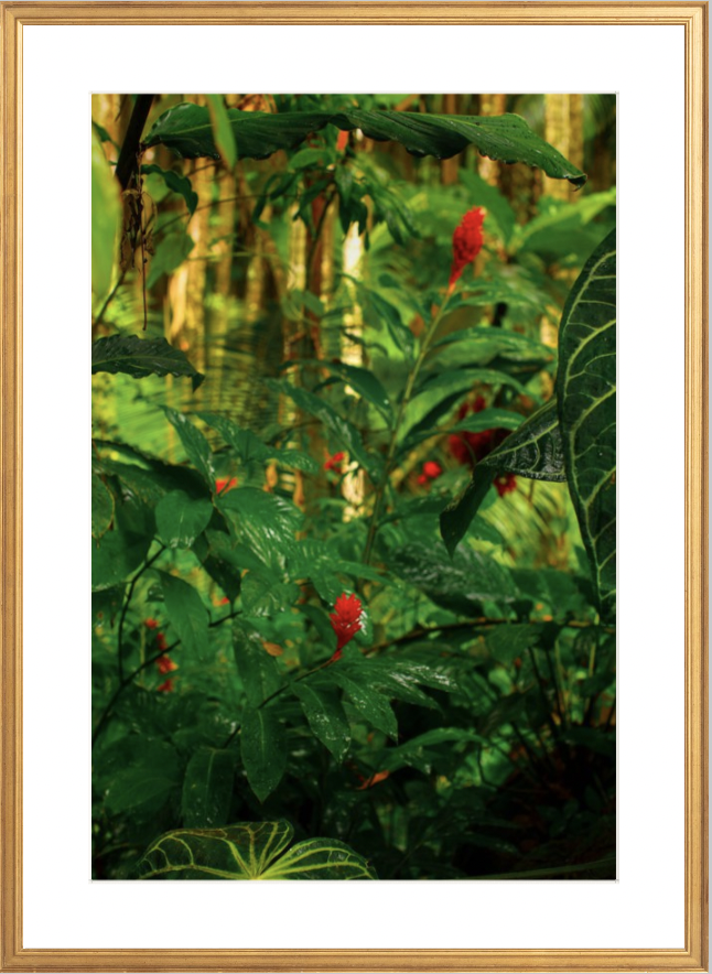 wilder-california-hawaii-red-ginger-tropical-fine-art-photography-wall-art.png