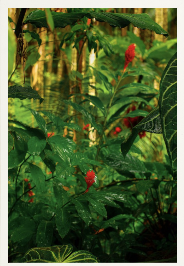 wilder-california-hawaii-red-ginger-tropical-fine-art-photography-wall-art.png