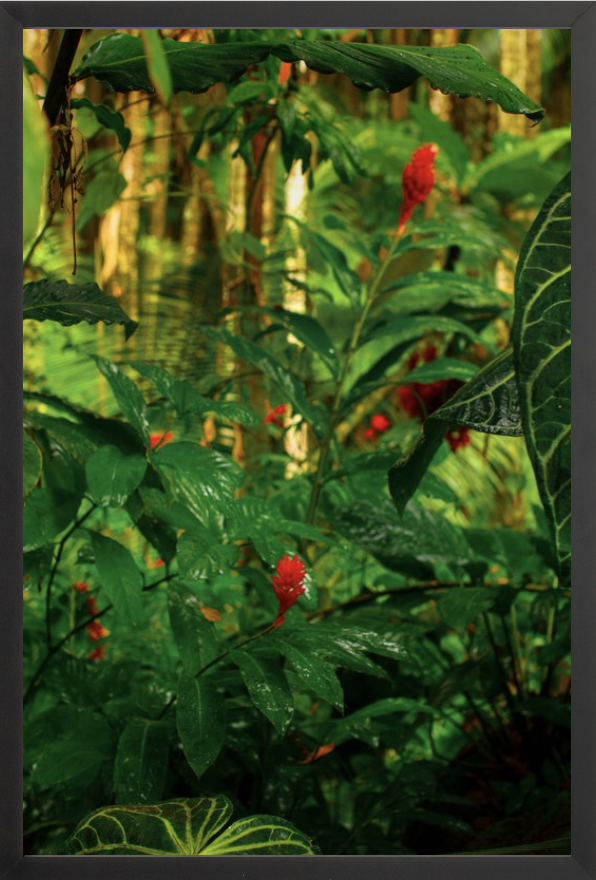 wilder-california-hawaii-red-ginger-tropical-fine-art-photography-wall-art.png