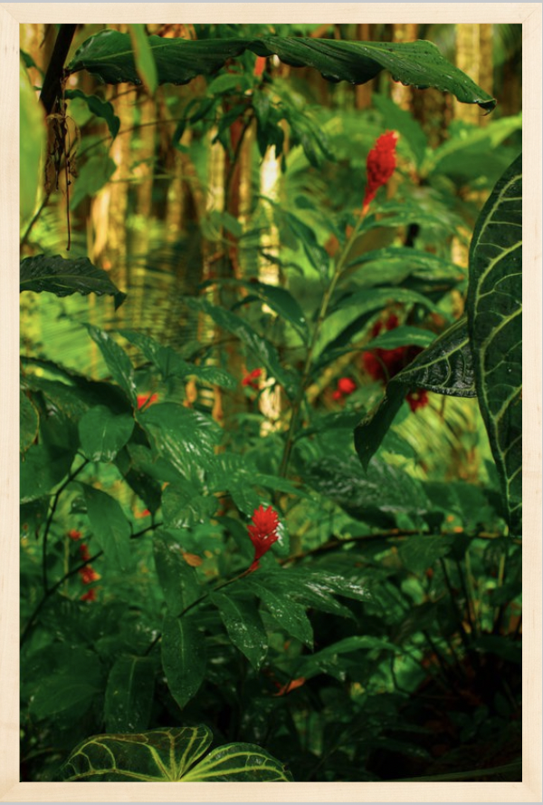 wilder-california-hawaii-red-ginger-tropical-fine-art-photography-wall-art.png