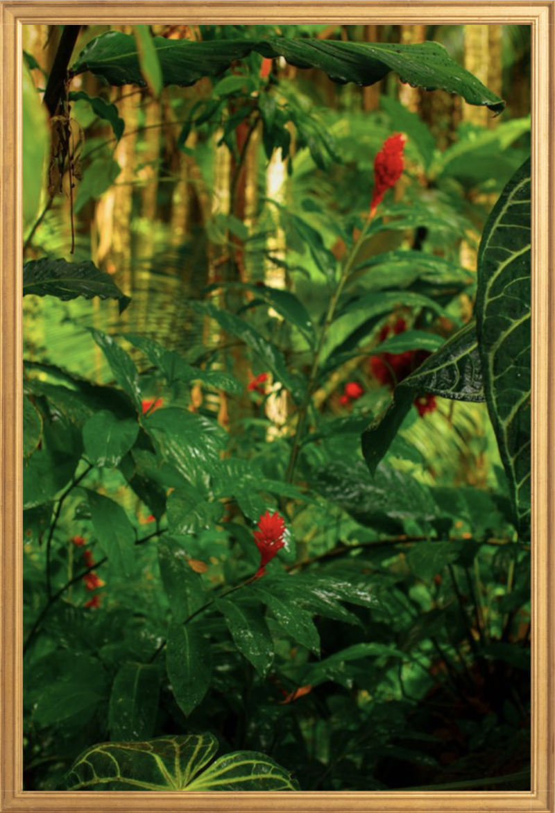 wilder-california-hawaii-red-ginger-tropical-fine-art-photography-wall-art.png
