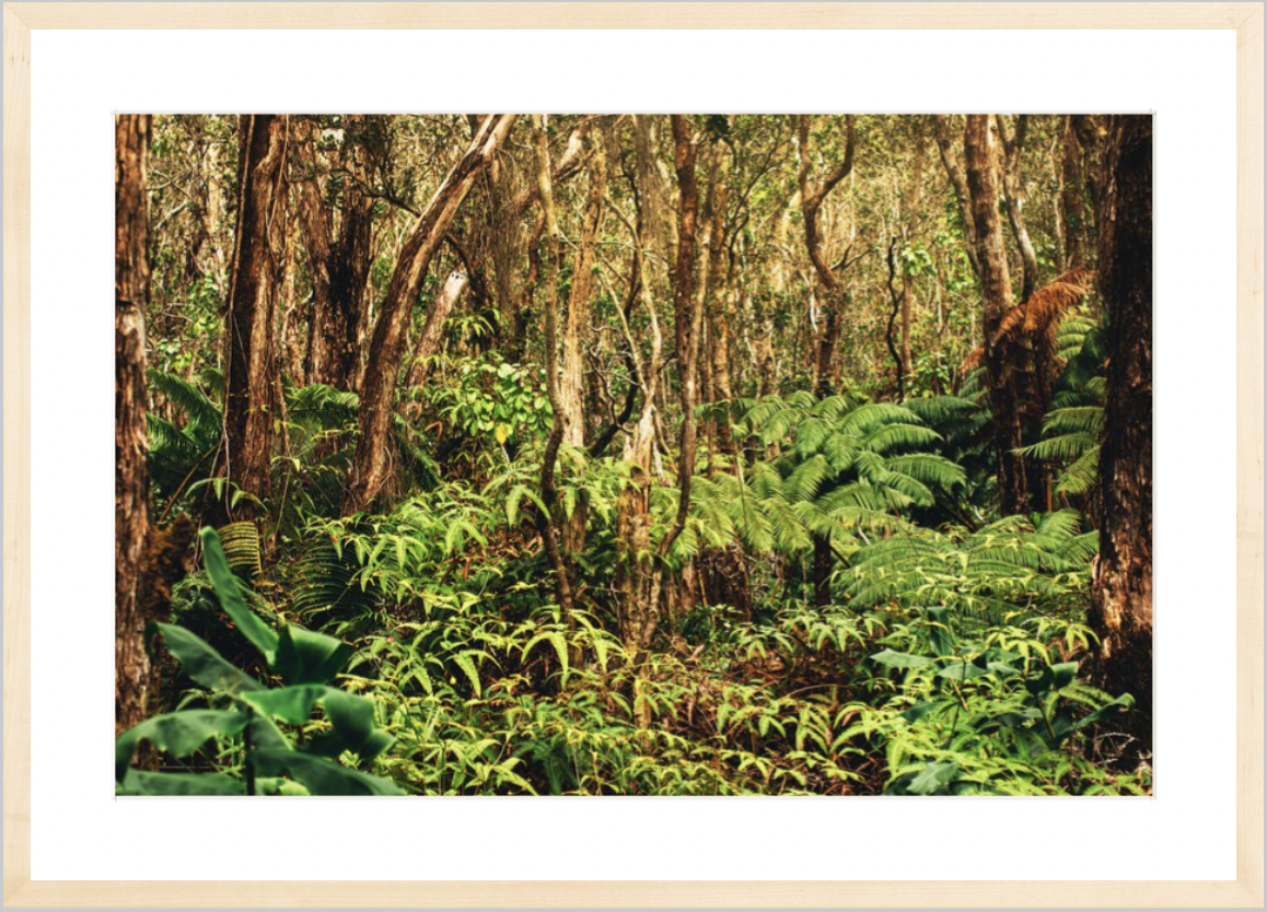 wilder-california-hawaii-rainforest-fine-art-photography-wall-art.png