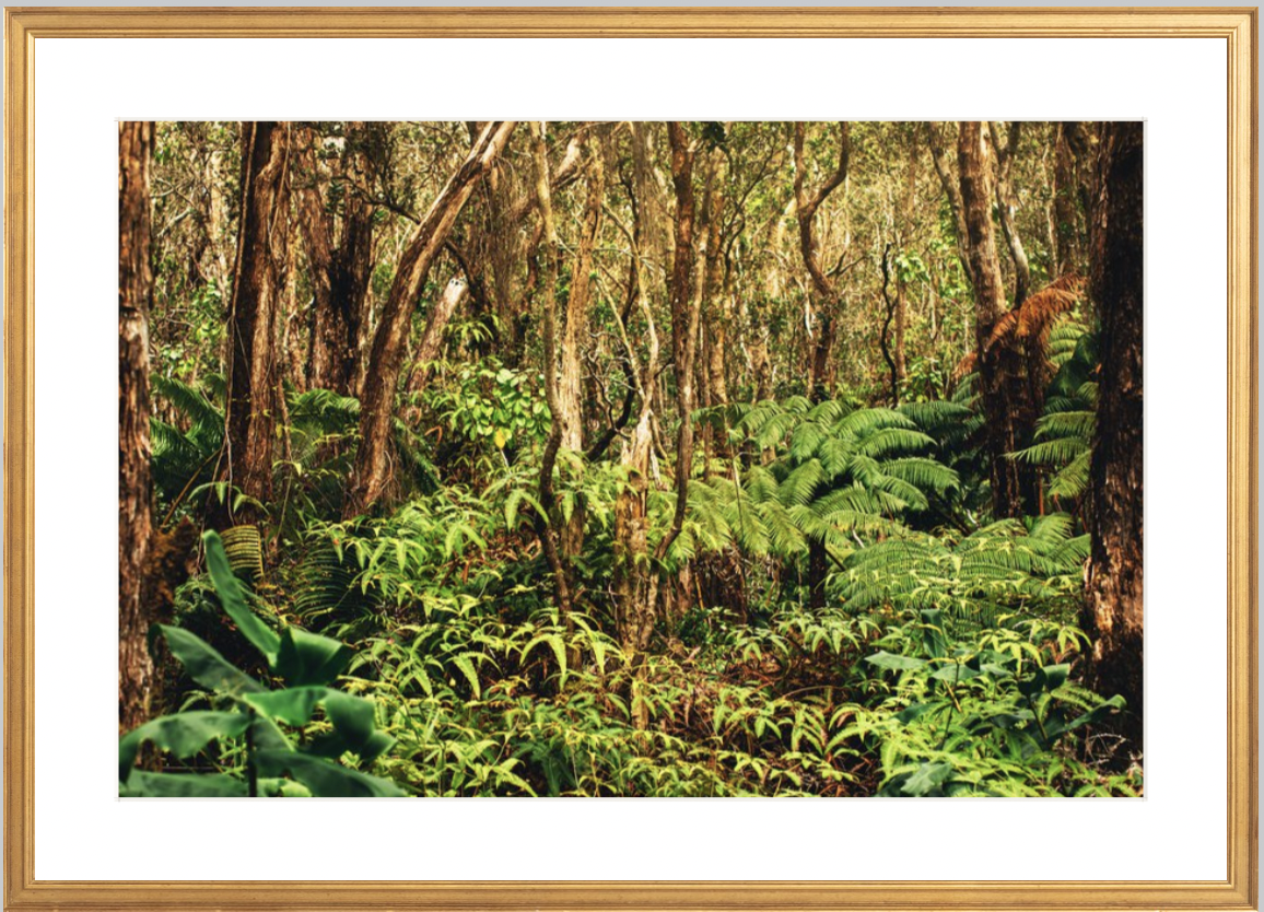 wilder-california-hawaii-rainforest-fine-art-photography-wall-art.png