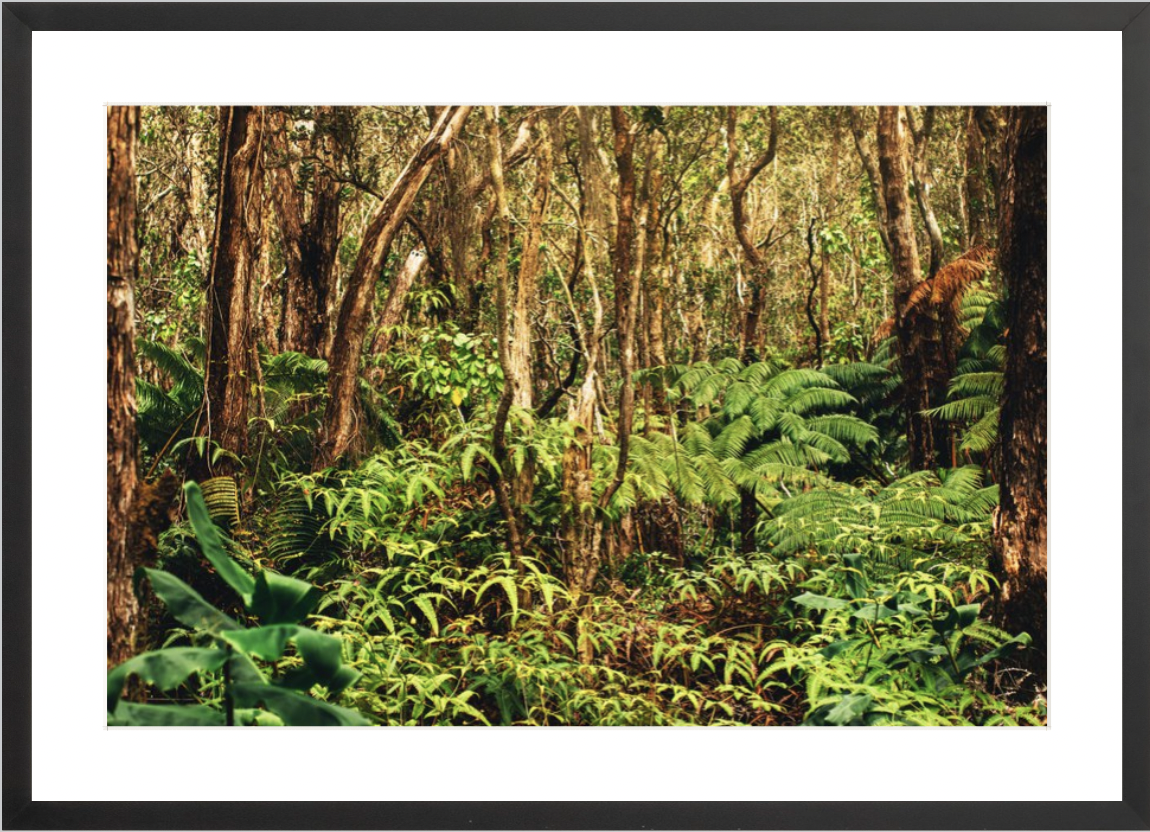 wilder-california-hawaii-rainforest-fine-art-photography-wall-art.png