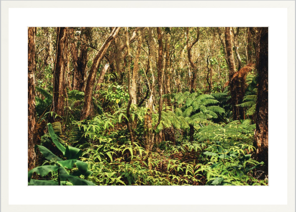wilder-california-hawaii-rainforest-fine-art-photography-wall-art.png