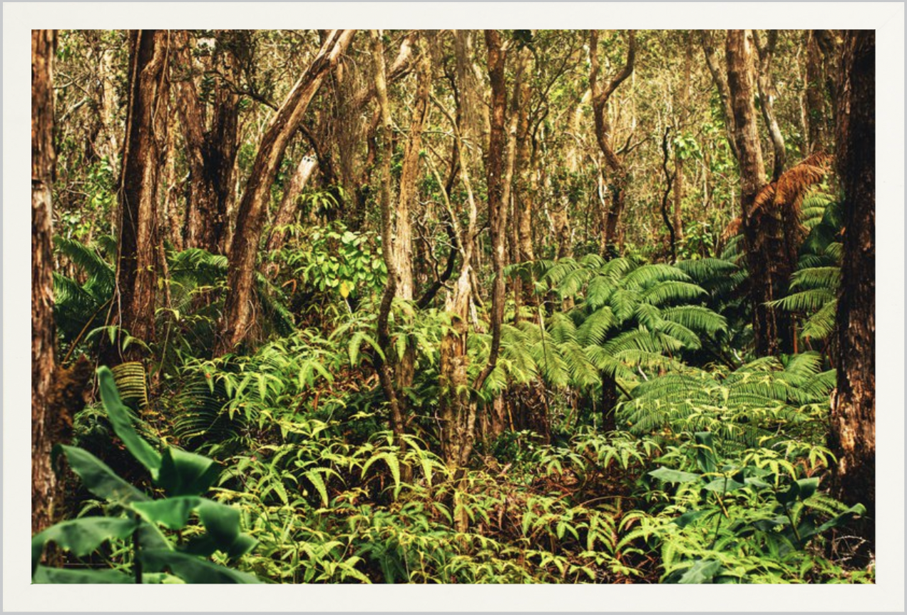 wilder-california-hawaii-rainforest-fine-art-photography-wall-art.png