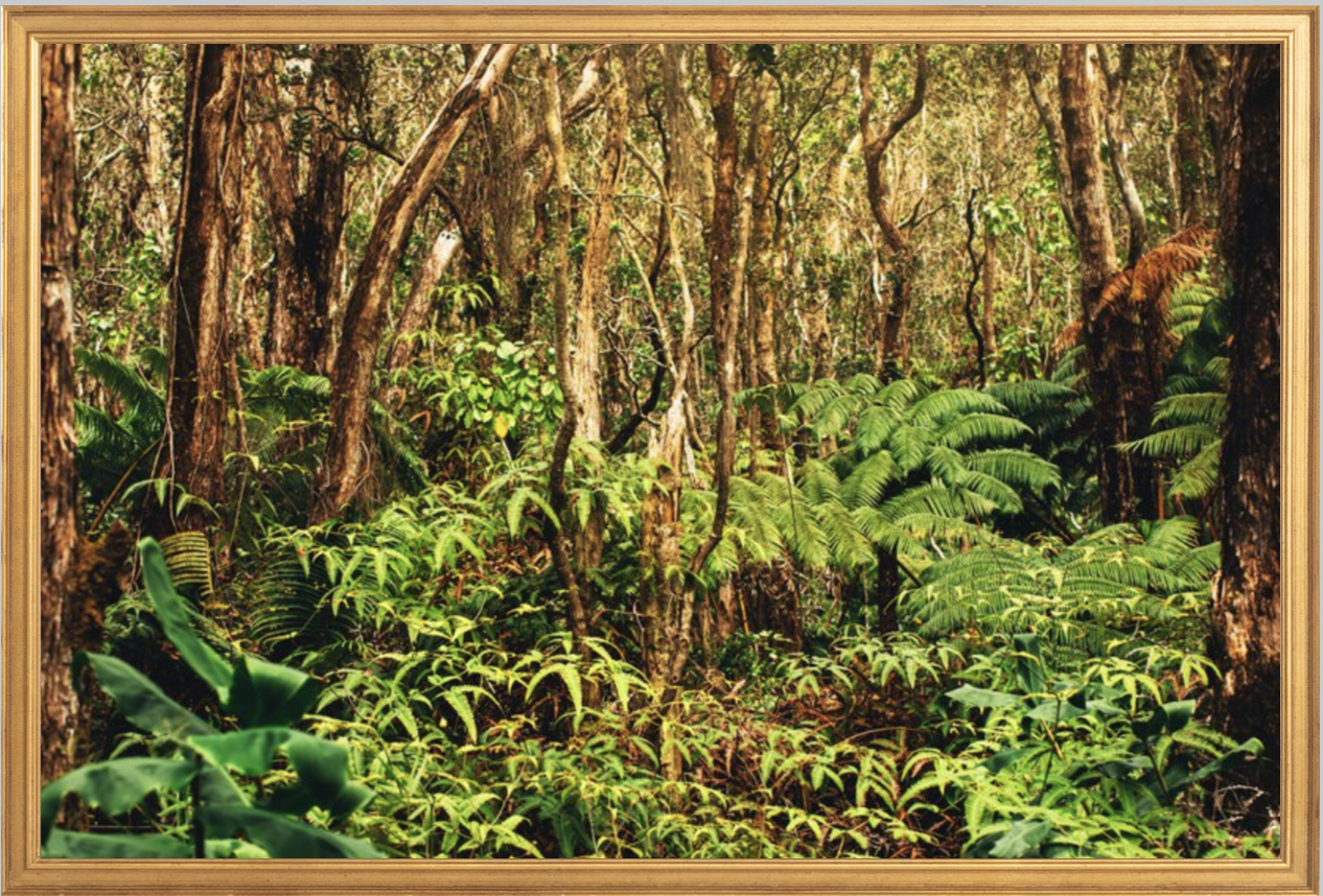 wilder-california-hawaii-rainforest-fine-art-photography-wall-art.png