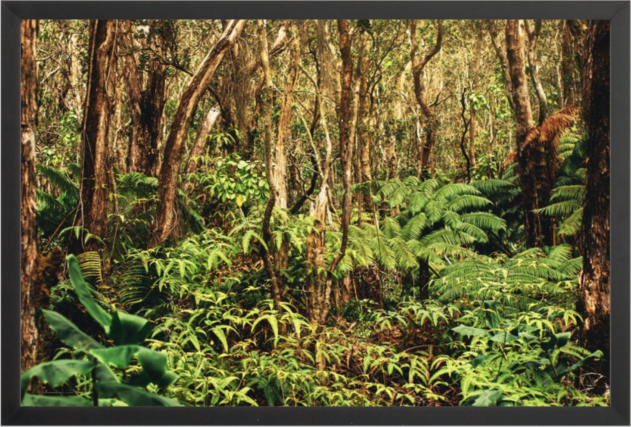 wilder-california-hawaii-rainforest-fine-art-photography-wall-art.png