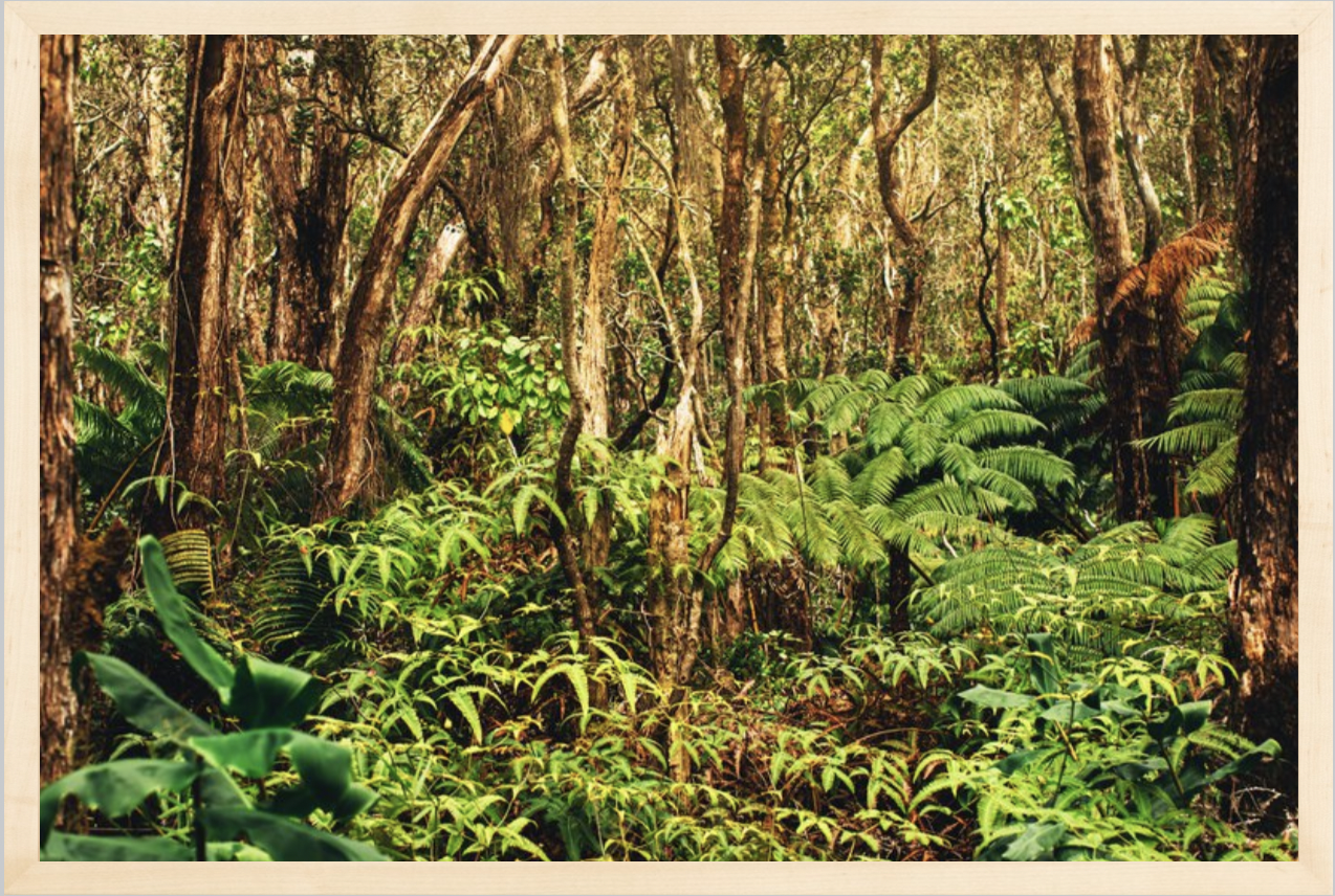wilder-california-hawaii-rainforest-fine-art-photography-wall-art.png