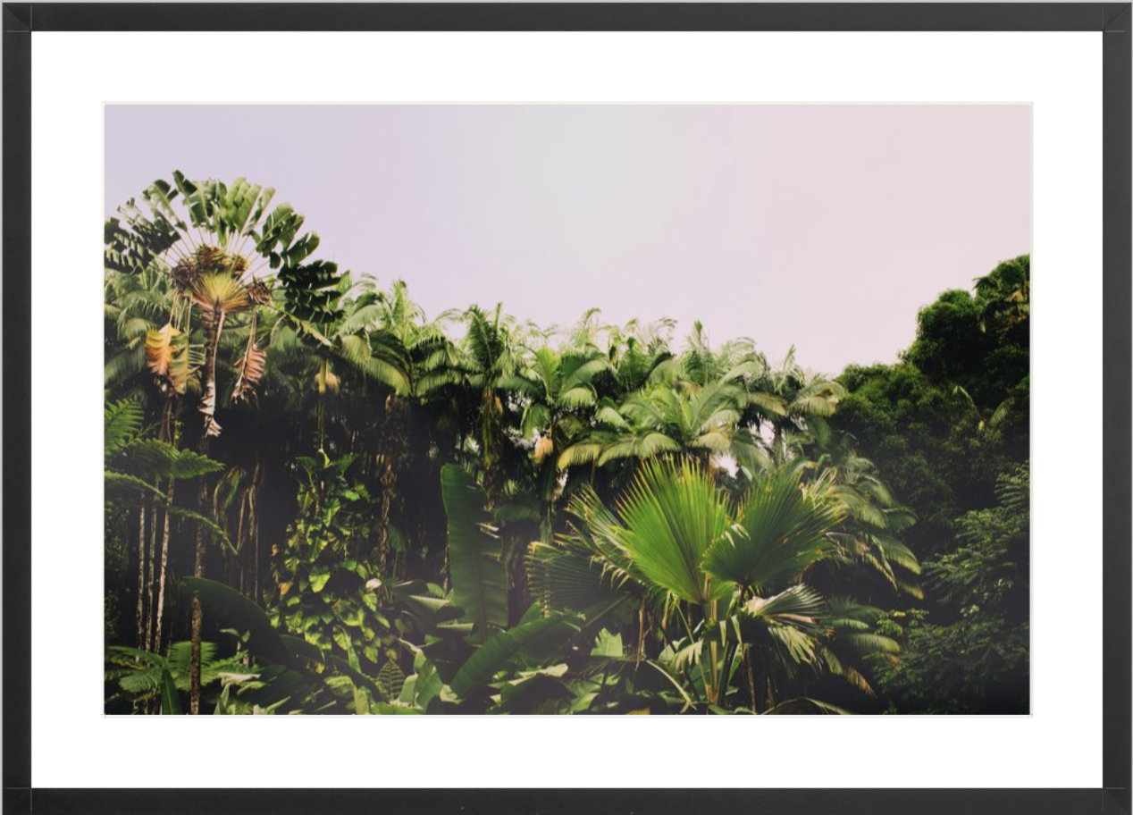 wilder-california-hawaii-palm-tree-wall-art.png