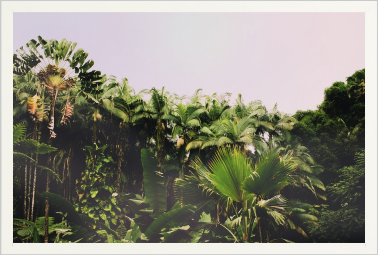 wilder-california-hawaii-palm-tree-wall-art.png
